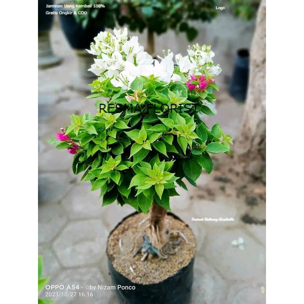 ( GRATIS ONGKIR ) bibit bugenvil mini white