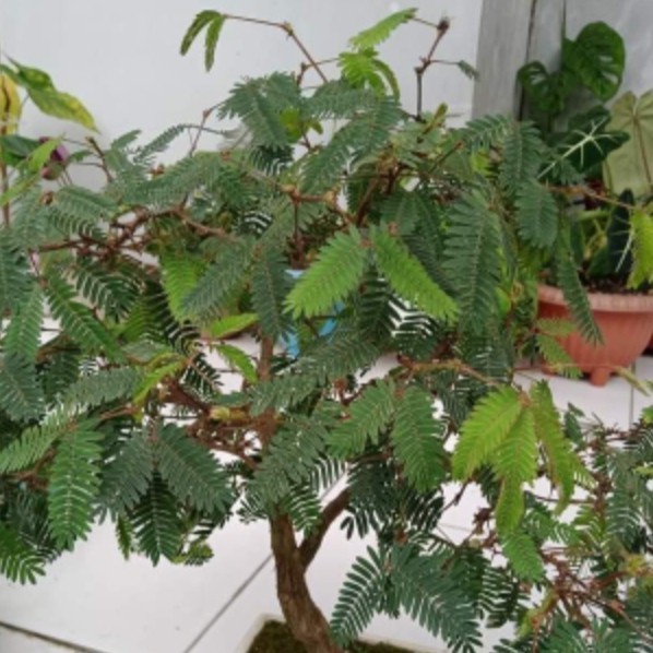 daun putri malu segar