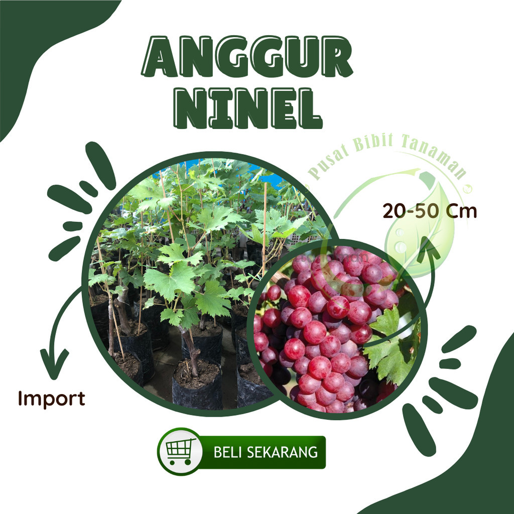 Bibit Anggur Import Ninel Grafting