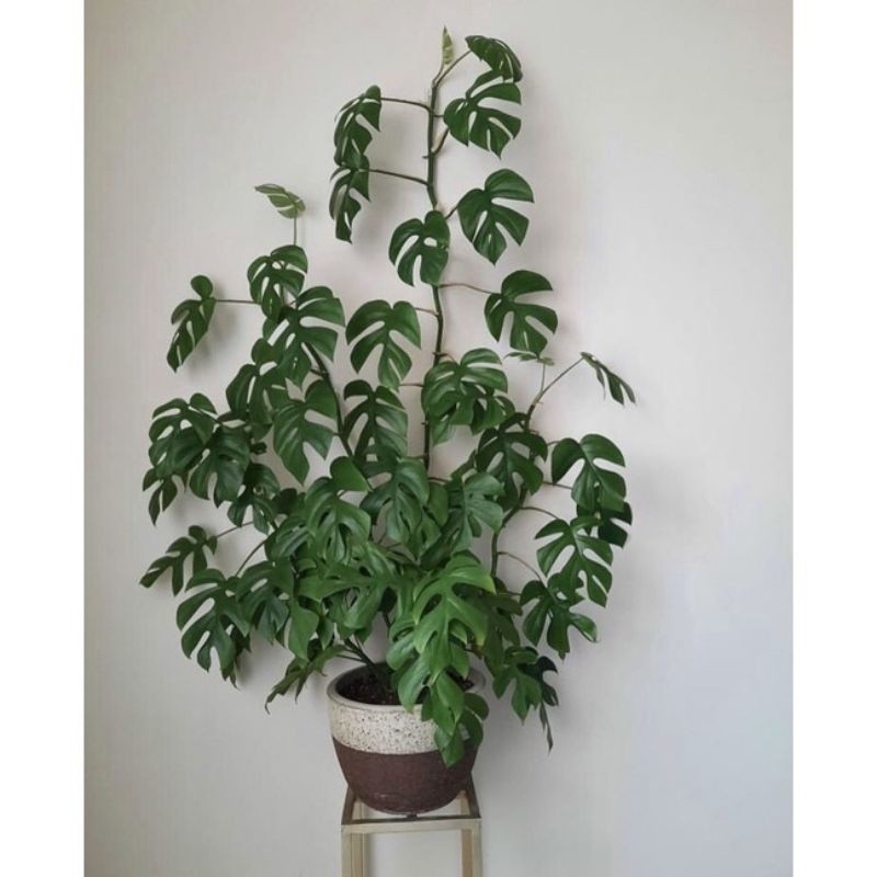 monstera mini-tetrasperma daun 3-6 ready