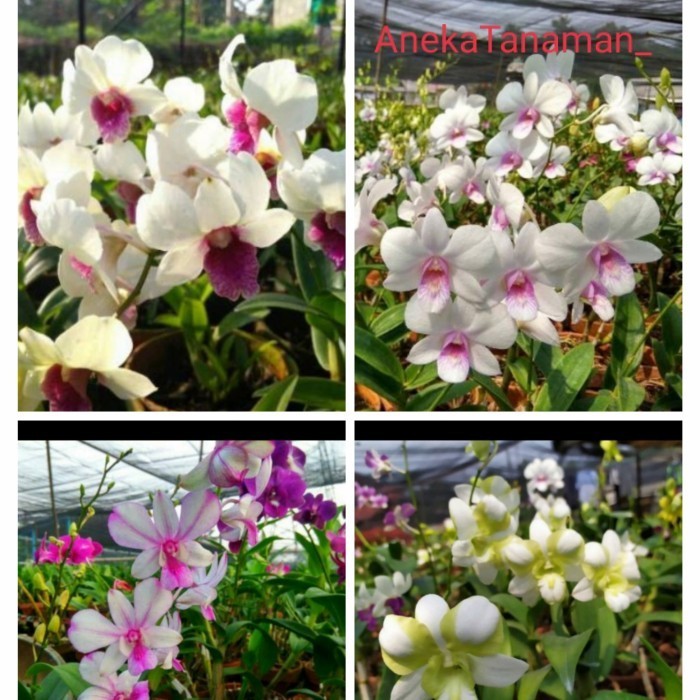 Paket 4 Anggrek dendrobium-remaja