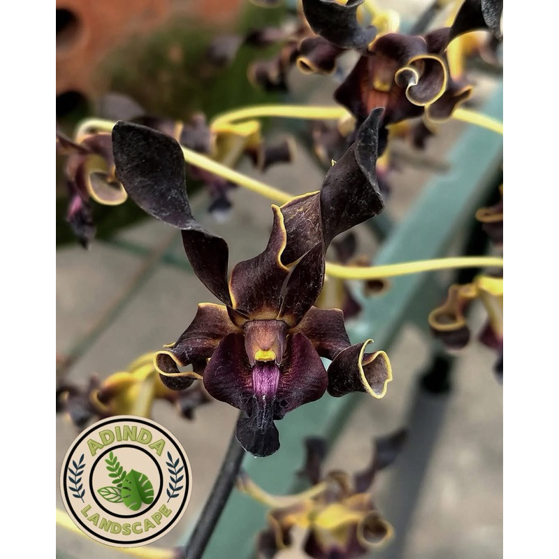 anggrek dendrobium jaliteng