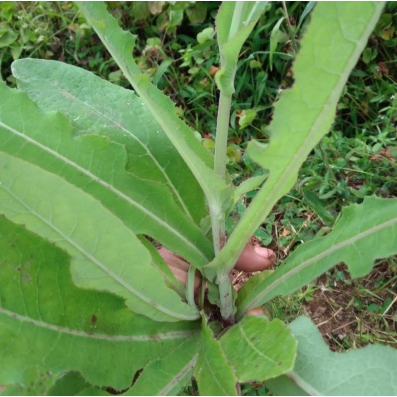 Daun tempuyung segar 500gram Bisa COD