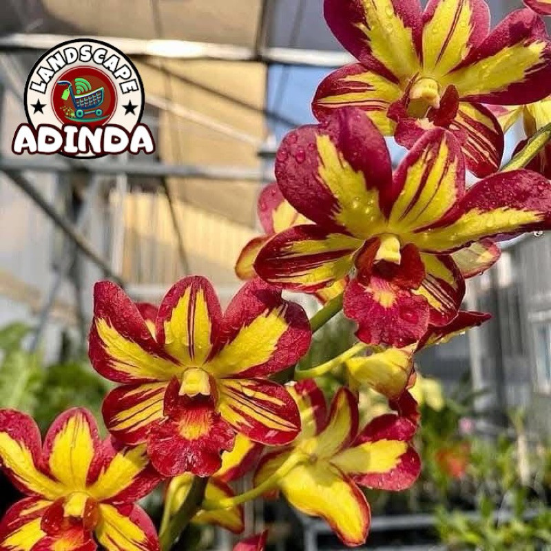 anggrek dendrobium VDX siap berbunga