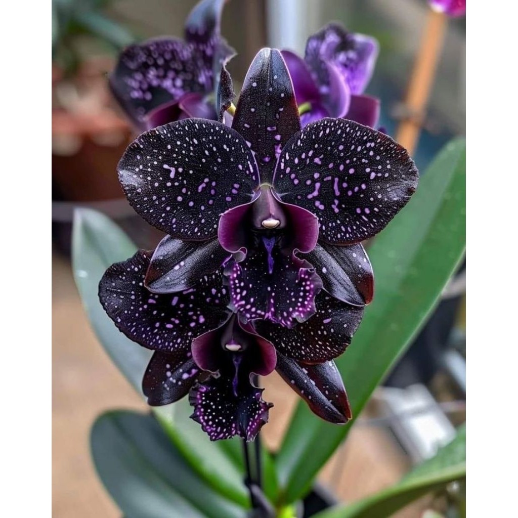 PROMO Anggrek Dendrobium HybridDewasa anggrek dendrobium (COD)
