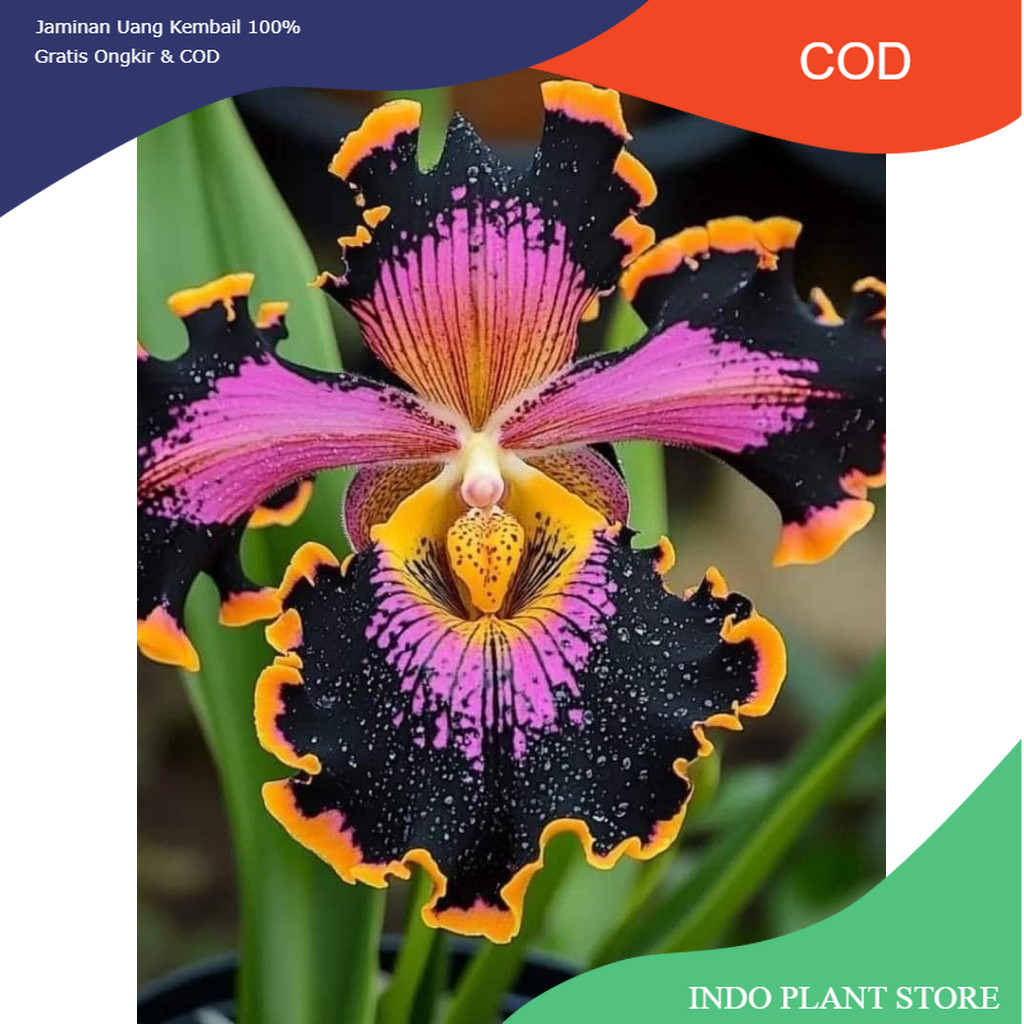(bisa cod) anggrek dendrobium siap berbunga (COD)