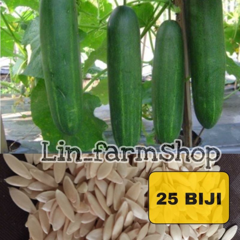 BENIH TIMUN - 25 BIJI