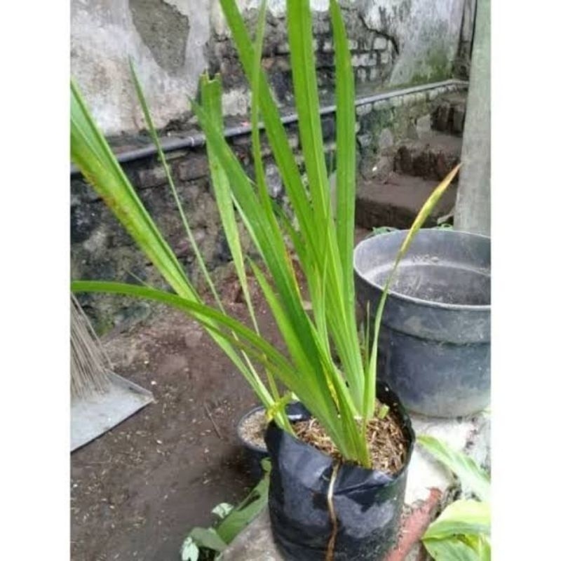 tanaman Dlingo/jaringao COD *