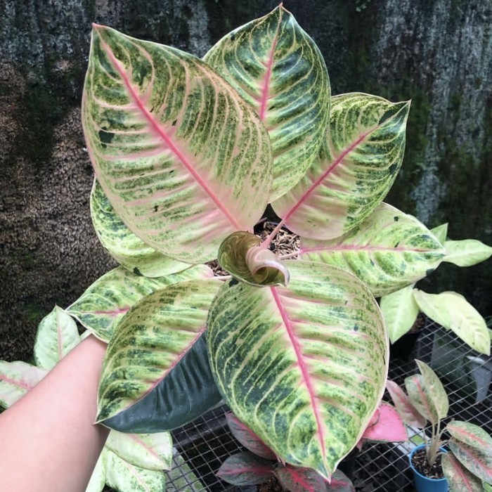 Bibit aglonema moonlight 1-2 daun
