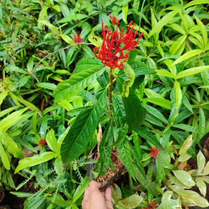 tanaman Asoka king bunga merah