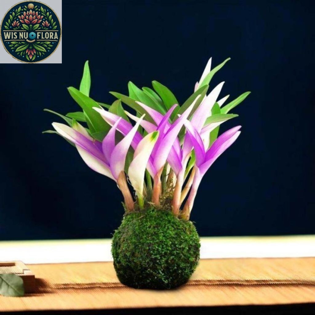 (BISA Cod) Tanaman Hias Anggrek Parfum Import Dendrobium