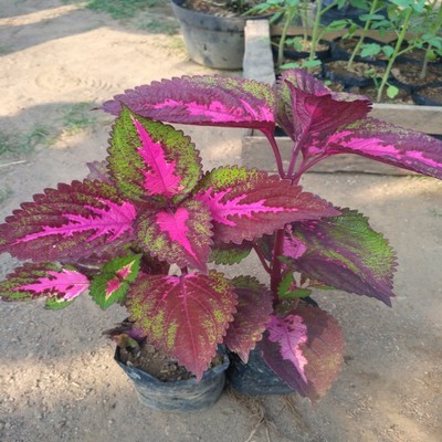 BIBIT BUNGA BEGONIA RED