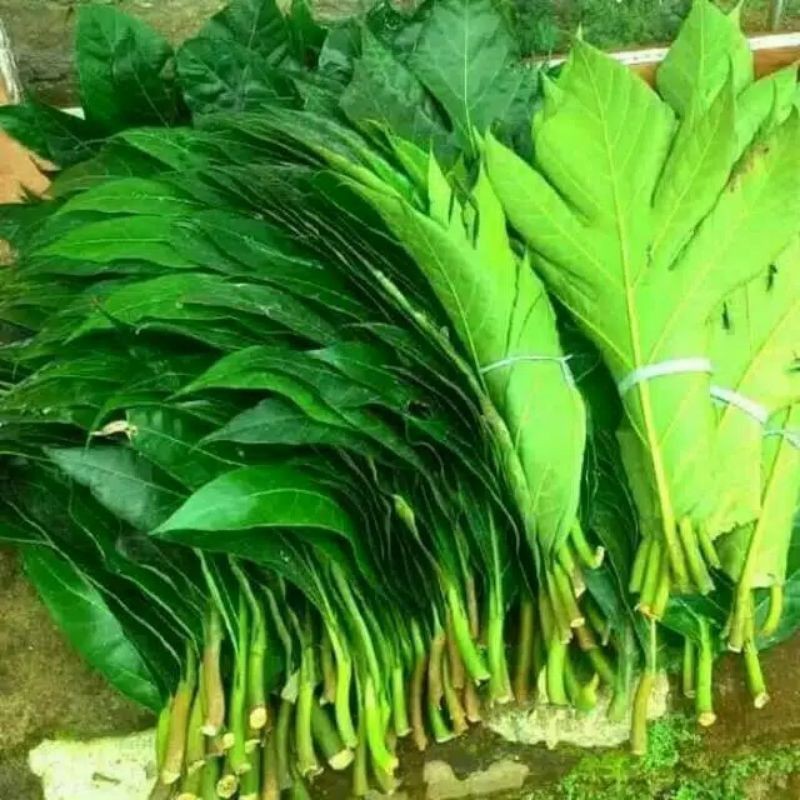 Daun Sukun Fresh 500gram