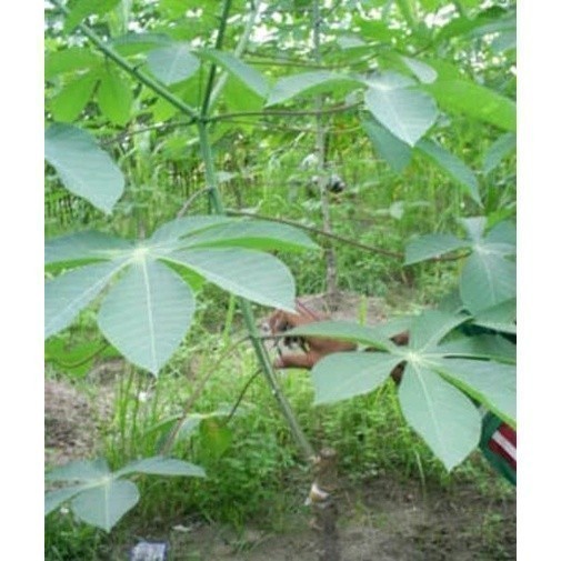 New Promo 1kg Umbi singkong karet COD COD Lembur_kuring COD