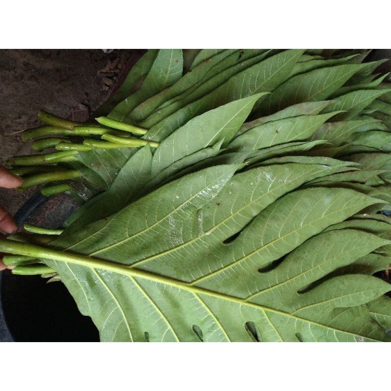 Daun sukun 1kg