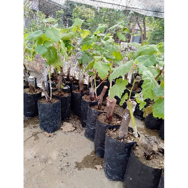 Bibit Buah Anggur  Import julian