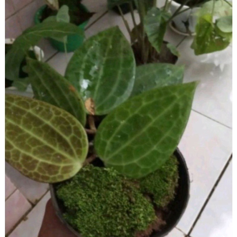 Bibit hoya macrophylla daun jumbo B.L.K