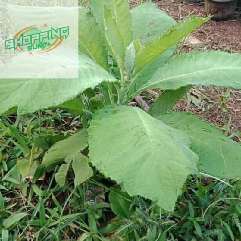 daun sembung segar