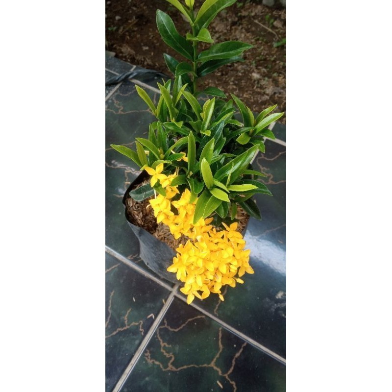 Asoka kuning emas