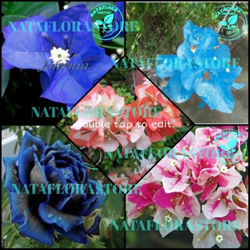 TERLARISS!!PAKET 5 BUGENVIL BUNGA KERTAS