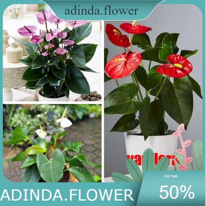 paket 3 anthurium mickey mouse