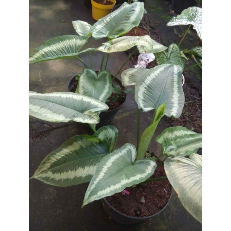 Homalomena batik merak ADN