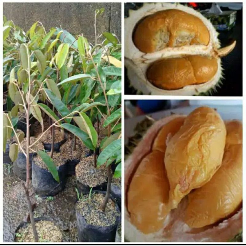 Bibit Durian hitam super jumbo