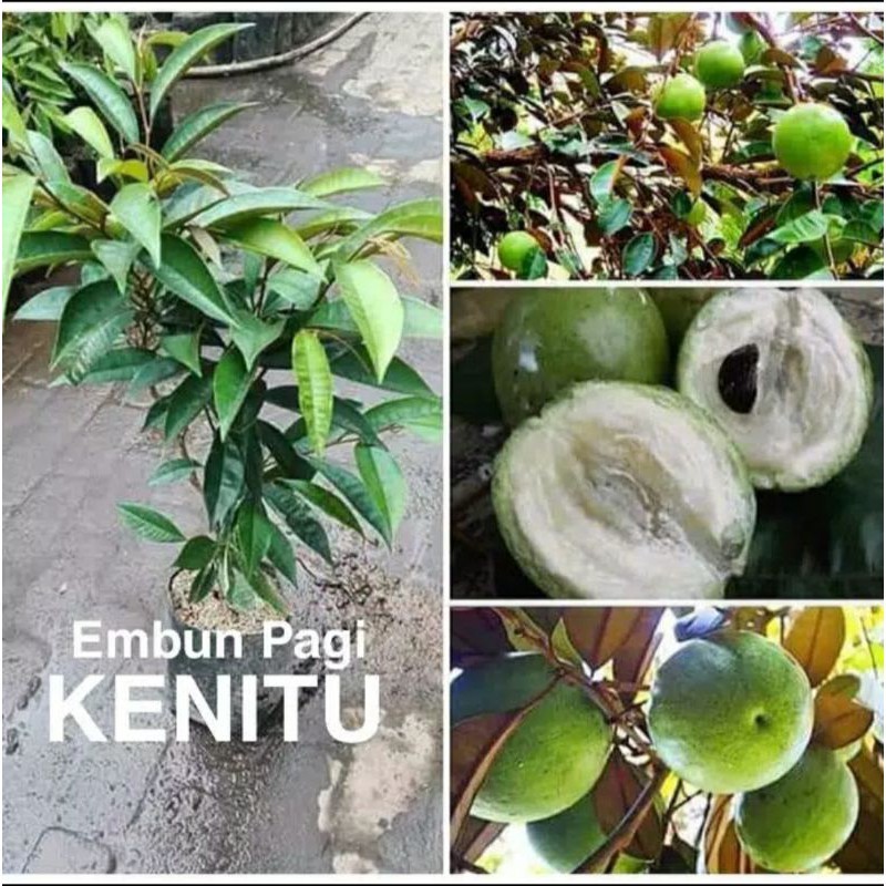 Bibit tanaman Kenitu putih