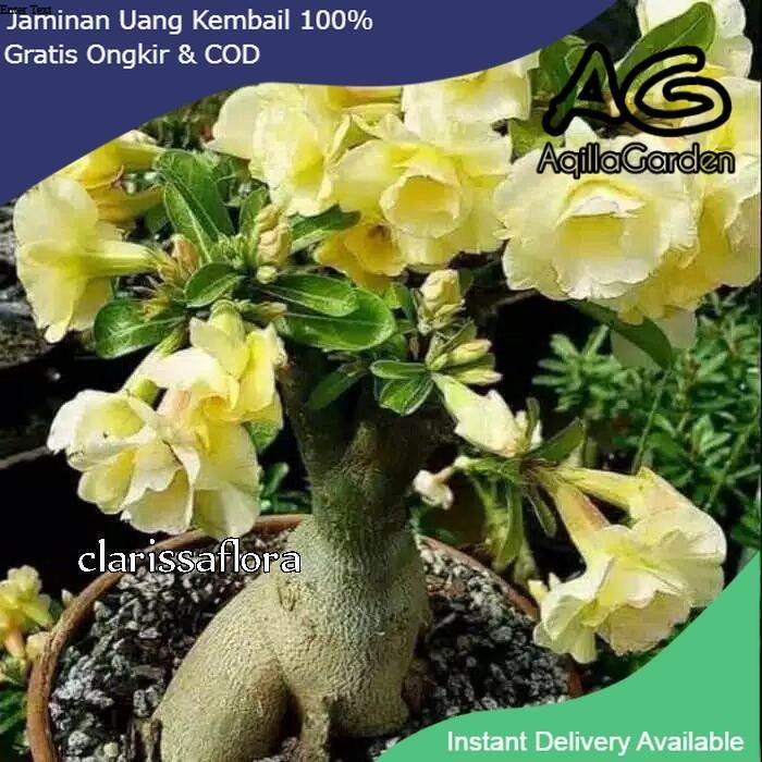 ADENIUM BUNGA TUMPUK KUNING