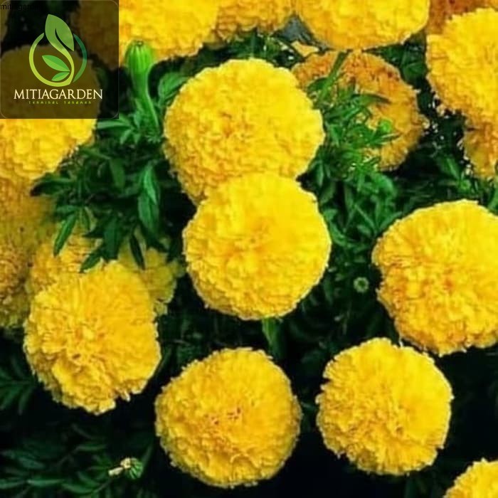 Tanaman hias marigold