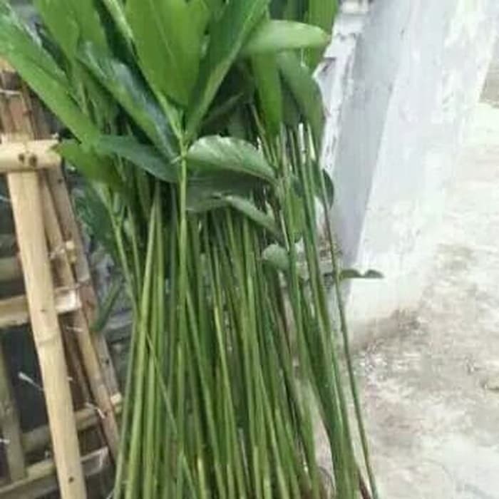 ready stock bibit kapulaga ⠀⠀⠀⠀