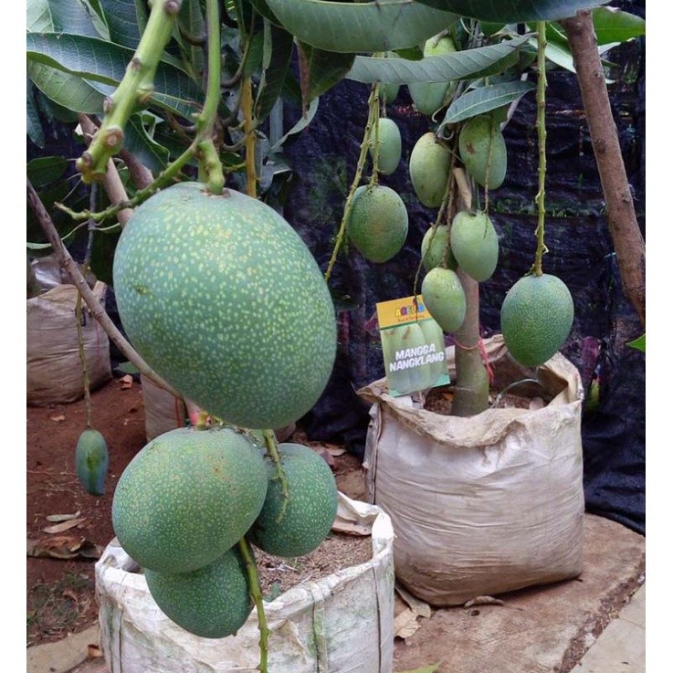 bibit mangga kodok asli