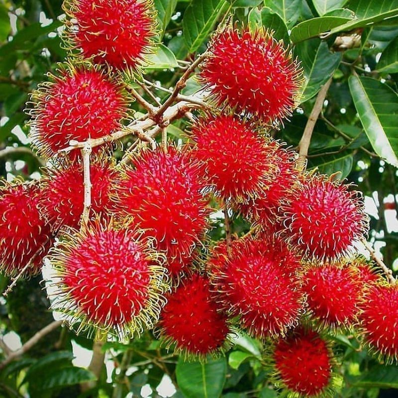 bibit rambutan binjay