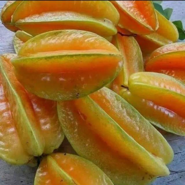 bibit belimbing madu jombo