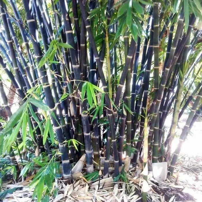 bibit bambu hitam paket 5 batang