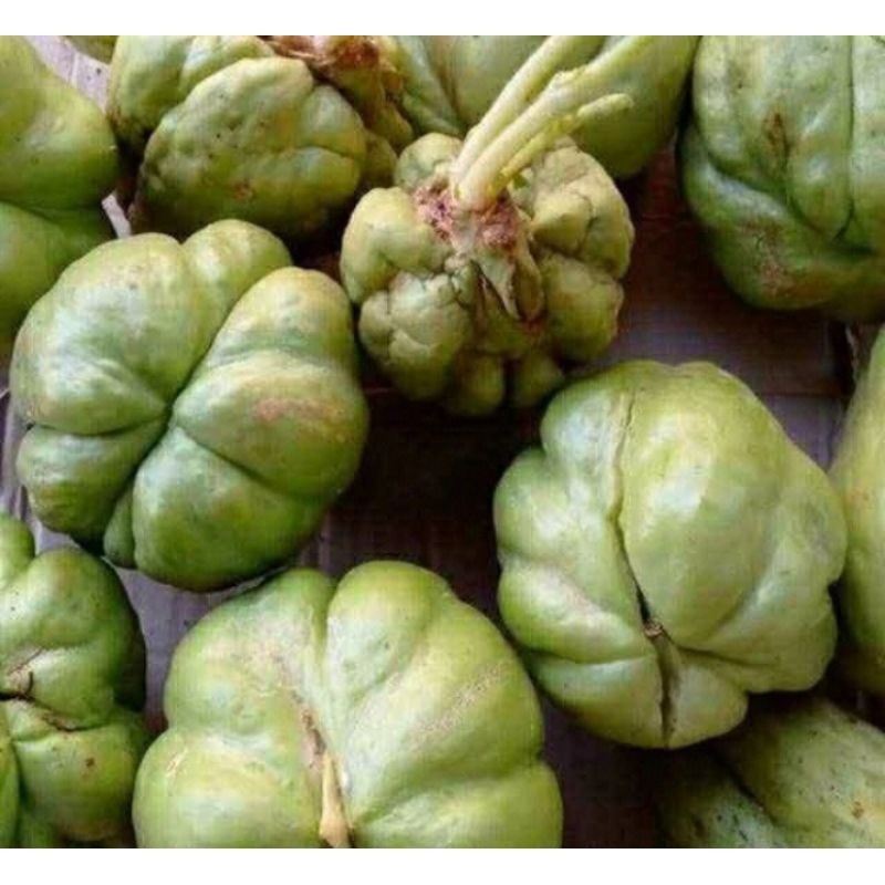 bibit labu siam,siap tanam