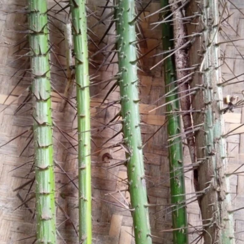 Cod batang duri pohon salak .