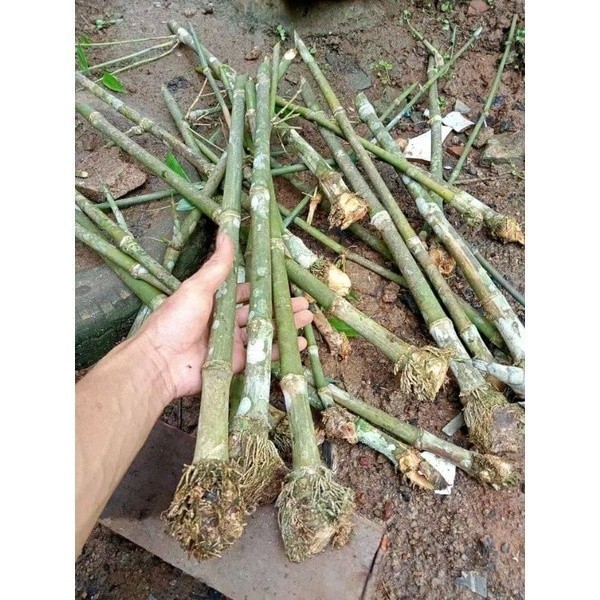 Bibit Bambu Bokol Bambu Betung jumbo tinggi 50 cm COD