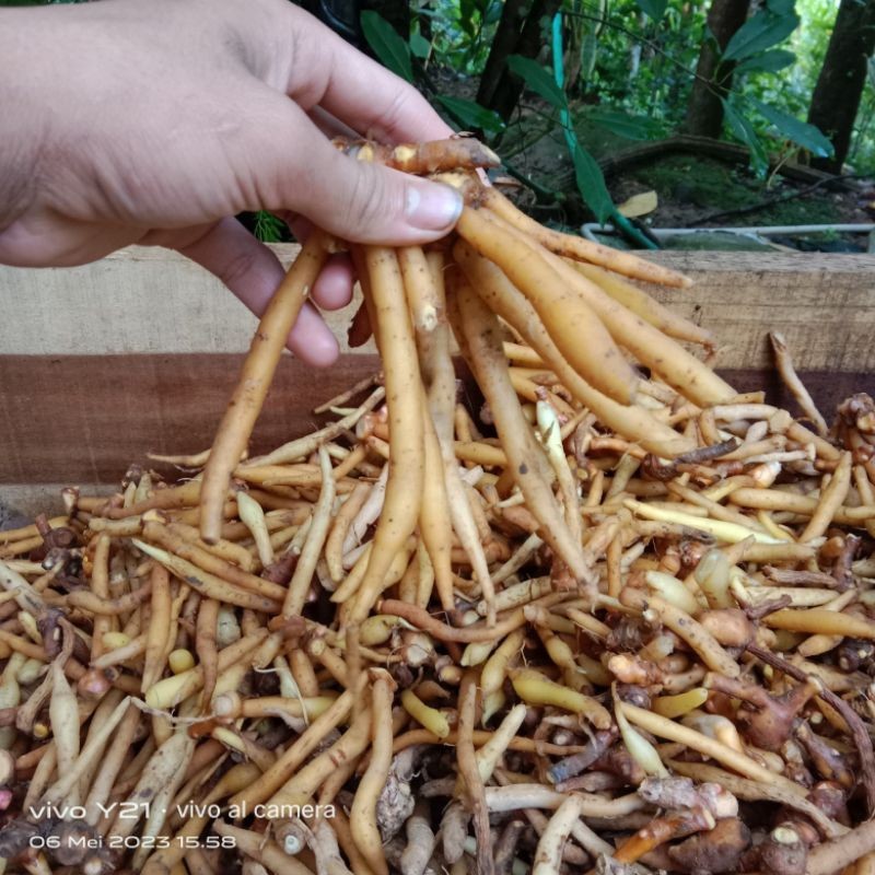 TEMU KUNCI SEGAR FRESH