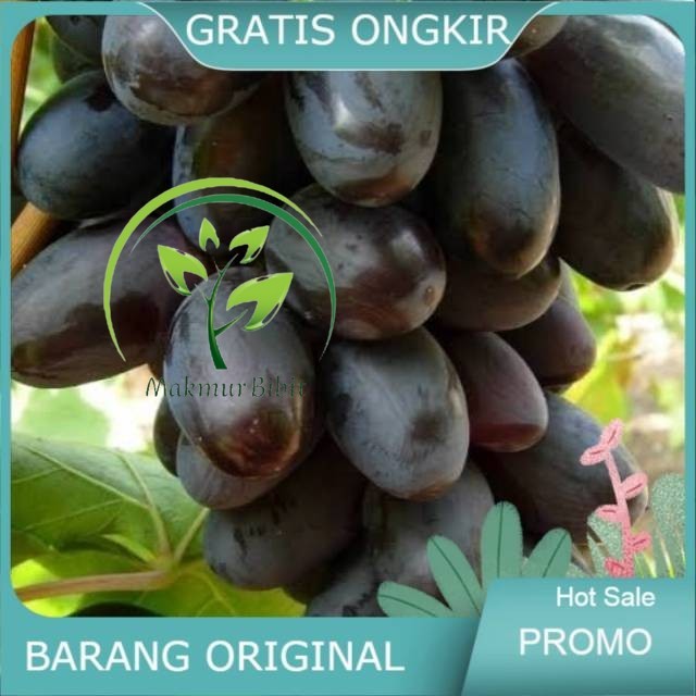 COD BIBIT ANGGUR IMPORT GIOVANI bergaransi