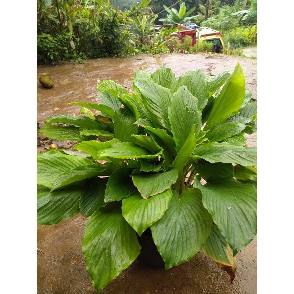 BIBIT KUNYIT SAYUR
