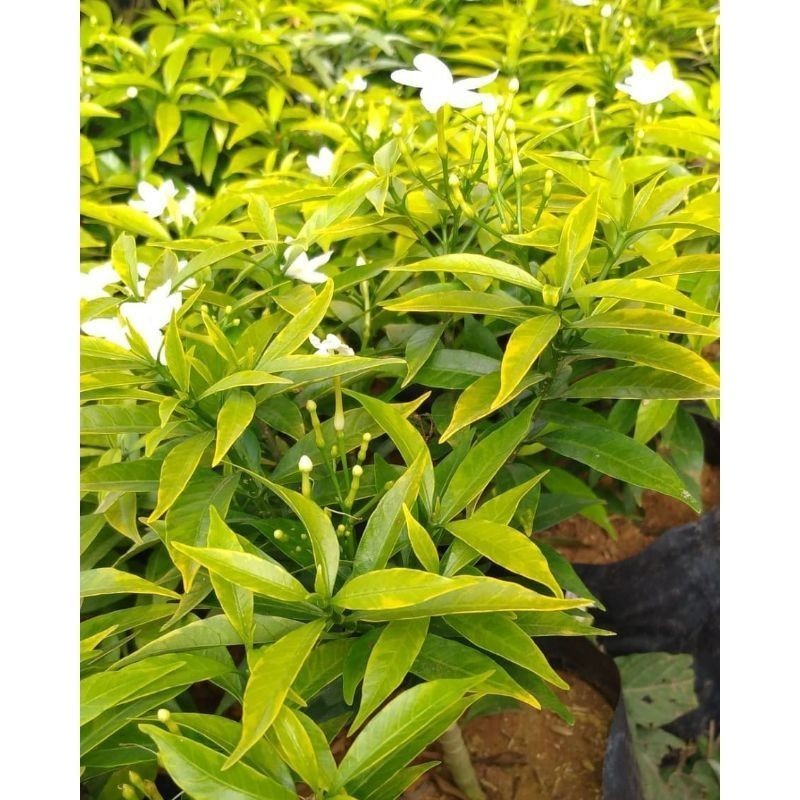 Bibit ROMBUSA VARIGATA(BERBUNGA) beli 5 gratis 1