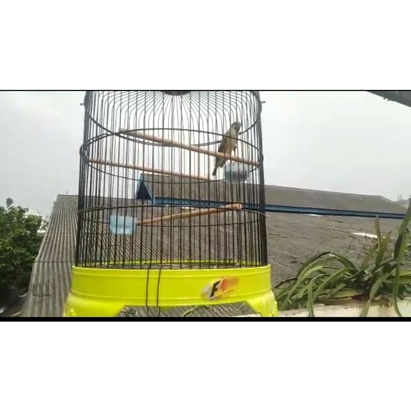 burung blackstroot gacoran