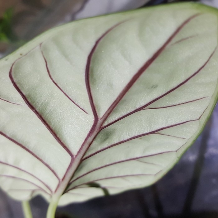 alocasia silver