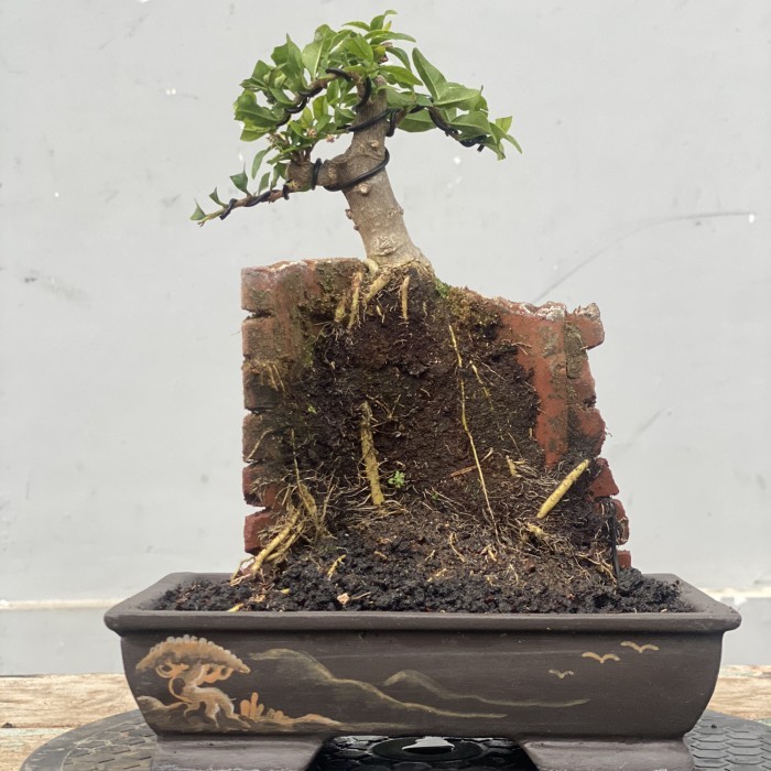 Bonsai anting putri on the wall