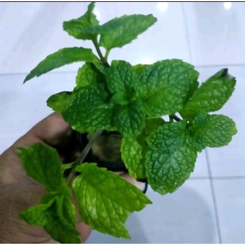 Promo COD Bibit tanaman daun mint- bibit daun papermint A.S