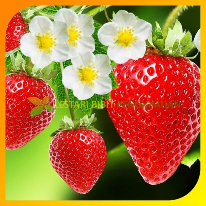 Bibit strawberry red giant