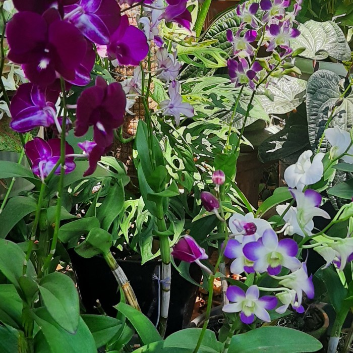 Tanaman Anggrek Dendrobium sudah berbunga