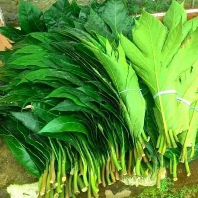 DAUN SUKUN FRESH 500 Gram