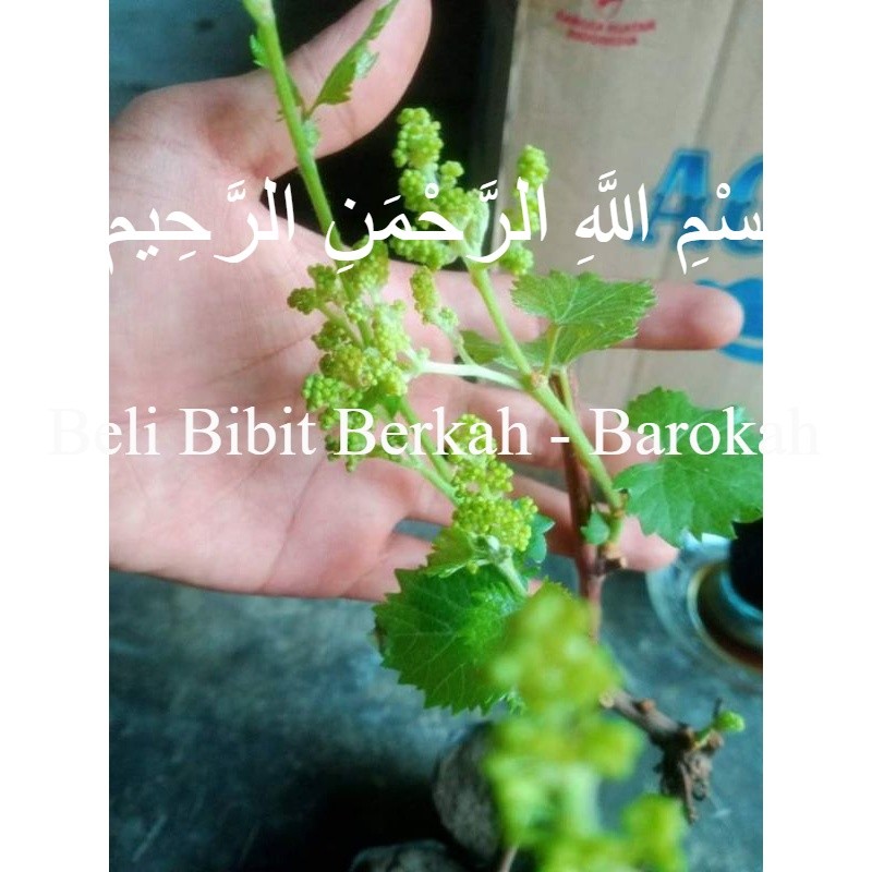 bibit Anggur berbunga Beli 1 Gratis 1